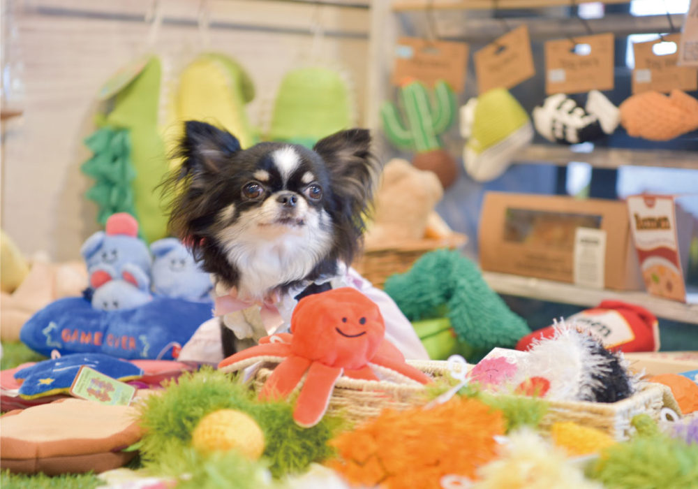 header_image